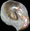 Large Red Iridescent Sphenodiscus Ammonite - #6100-2